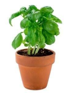 Basil pot 210g